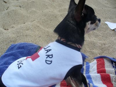 En tant que chien sauveteur, j'ai surveillé la plage...